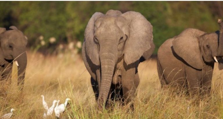 Elephants roaming near a village in Ogun State, Nigeria, where a farmer was attacked by the herd.