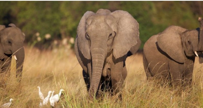 Elephants roaming near a village in Ogun State, Nigeria, where a farmer was attacked by the herd.