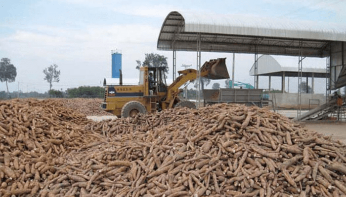 “Cassava highlighted at Africa Conference as a driver of food security and industrial growth.”